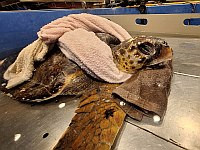 После шторма на побережье найдены три пострадавшие морские черепахи