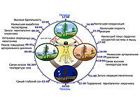 Циркадные ритмы матери могут влиять на риск бактериальных инфекций у детей