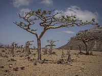 Сотни туристов застряли на острове Сокотра из-за военных действий в Йемене