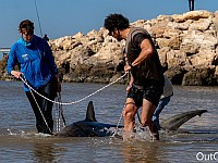 Жертва незаконного лова: возле Хадеры обнаружена мертвая беременная акула