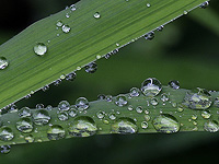 ИИ-модель, разработанная израильскими учеными, прогнозирует потребление воды здоровыми растениями