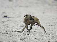 У домашней собаки в Верхней Галилеи диагностировано бешенство