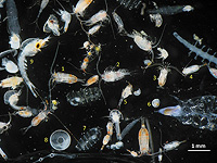 Зоопланктон переносит микропластик на глубины океана