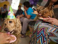 Собаки, питающиеся премиальным кормом, оставляют больший углеродный след, чем их хозяева