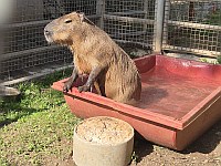 У Капибаруха появился друг: в 