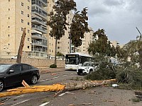 Последствия бури в Израиле: поваленные деревья, разбитые машины