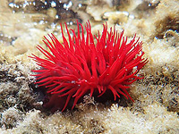 Сон возник сотни миллионов лет назад еще у медуз и актиний. Израильское исследование