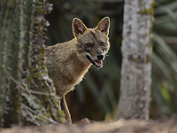 Минздрав: в Верхней Галилее выявлен шакал, зараженный бешенством