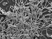 Сперматозоиды несут в себе воспоминания об окружающей среде отца