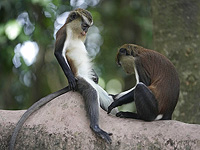 Однополые сексуальные отношения у приматов могут быть древней стратегией выживания