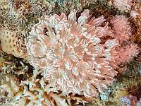 Мягкий коралл Xenia umbellata
