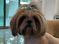 Подано обвинение против преступников, похитивших собаку в Ришон ле-Ционе и вымогавших $600 тысяч