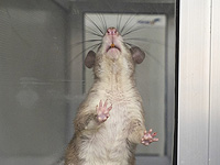 Израильские ученые объяснили, как крысы исследуют мир с помощью своих усов