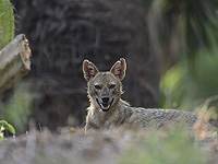 Минздрав: в Иорданской долине выявлен шакал, зараженный бешенством