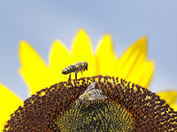 Израильские ученые показали, что цветы передают инфекцию между дикими и медоносными пчелами