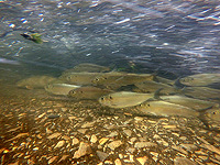 Длительное воздействие распространенных пестицидов ускоряет старение рыб Длительное воздействие распространенных пестицидов ускоряет старение рыб