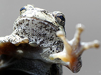 Кишечные бактерии лягушек способны уничтожать раковые опухоли