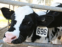 Ветеринарная служба угрожает оставить магазины без мяса, птицы и яиц