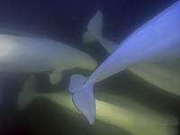 Стратегическое спаривание: белухи Аляски меняются партнерами для выживания Стратегическое спаривание: белухи Аляски меняются партнерами для выживания