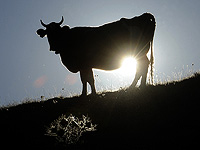 Впервые задокументировано, как корова использует орудие труда