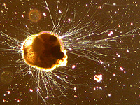 Почему после вымирания динозавров 66 миллионов лет назад началось глобальное похолодание