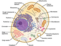 Израильские ученые использовали цифровое зрение, чтобы увидеть скрытую жизнь клеточных органелл Израильские ученые использовали цифровое зрение, чтобы увидеть скрытую жизнь клеточных органелл