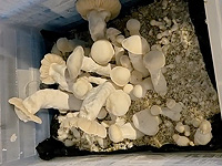 Арестован житель Ашкелона, выращивавший в квартире галлюциногенные грибы