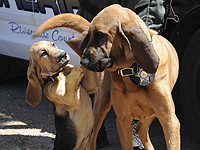 Обученные собаки могут вынюхивать рак у собак Обученные собаки могут вынюхивать рак у собак