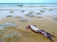 Нашествие медуз около Кейсарии. Фото
Нашествие медуз около Кейсарии. Фото