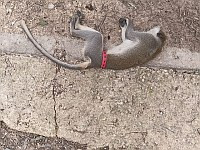 Не успели: зеленая мартышка, бродившая в районе Лода, найдена мертвой