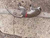 Не успели: зеленая мартышка, бродившая в районе Лода, найдена мертвой Не успели: зеленая мартышка, бродившая в районе Лода, найдена мертвой