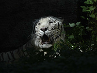 Белого тигра из приюта под Киевом перевезут в парк дикой природы в Англии