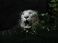 Белого тигра из приюта под Киевом перевезут в парк дикой природы в Англии Белого тигра из приюта под Киевом перевезут в парк дикой природы в Англии