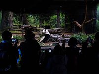 Япония возвращает Китаю последних двух панд на фоне напряженных отношений