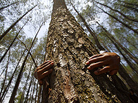 Кенийская активистка побила мировой рекорд, обнимая дерево в течение 72 часов