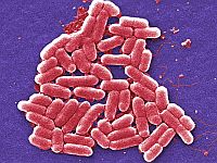 Наши гены могут влиять на микробиом кишечника других людей. Новое исследование