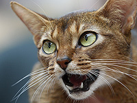 Мяуканье содержит меньше индивидуальной информации, чем мурлыканье