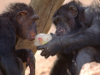 Обезьяны делятся Обезьяны делятся