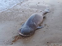 На израильском побережье впервые за 14 лет была найдена шестижаберная акула