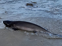 На израильском побережье впервые за 14 лет была найдена шестижаберная акула На израильском побережье впервые за 14 лет была найдена шестижаберная акула