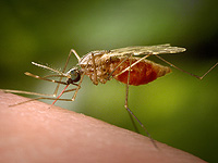 Ученые предупреждают: жажда человеческой крови у комаров возрастает