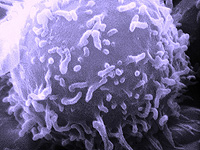 Ученые нашли способ превратить собственные иммунные клетки опухоли в  средства борьбы с раком