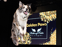 Собачий 