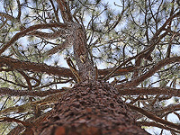 Кора деревьев может удалять фармацевтические загрязнения из сточных вод