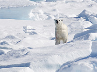 Белые медведи на норвежских островах стали толще и здоровее, несмотря на таяние льда