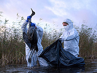 Исследователи разработали назальную вакцину против птичьего гриппа