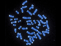 Генетики нашли на Балканах изолированную популяцию, чьи ДНК не менялись со времен 