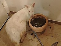 Полиция нашла в Тель-Авиве украденного в зоопарке кенгуру-альбиноса