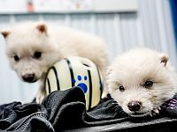 Компания, которая 