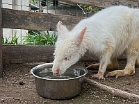 Кенгуру-альбинос Крис, украденный из зоопарка, возвращен домой